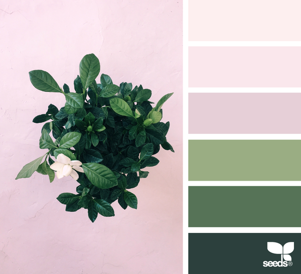 BotanicalHues