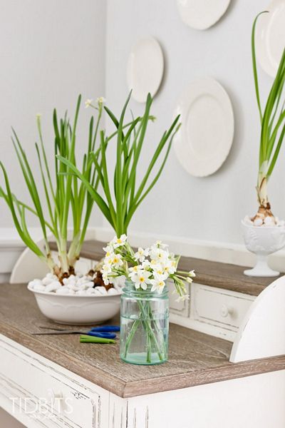 How to Force Bulbs Indoors