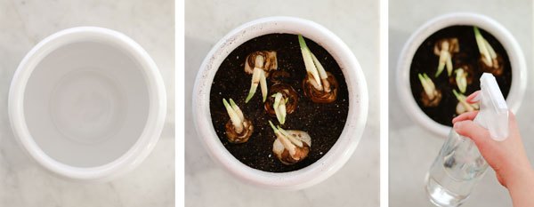 How to Force Bulbs Indoors