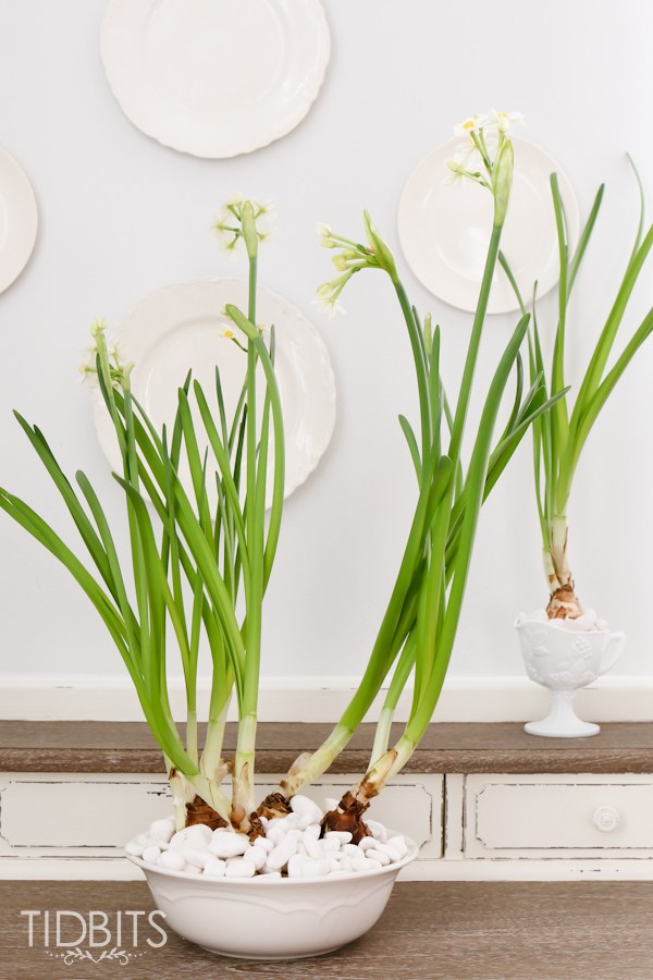 How to Force Bulbs Indoors