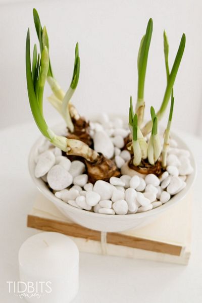 How to Force Bulbs Indoors
