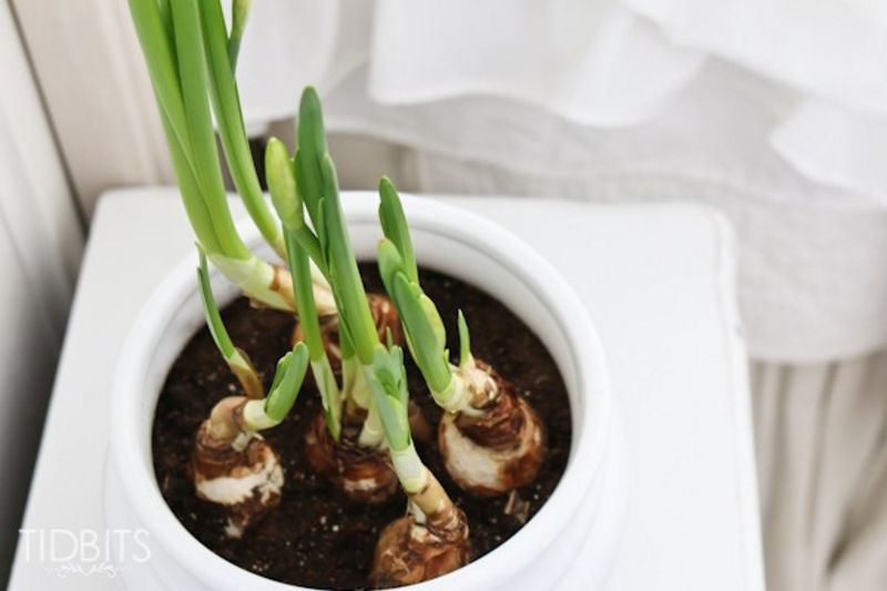 How to Force Bulbs Indoors