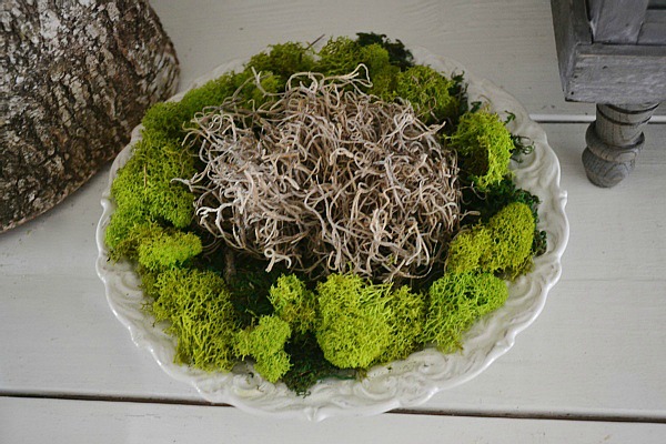 DIY Glass Cloche Moss Terrarium