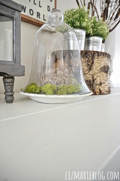 DIY Glass Cloche Moss Terrarium