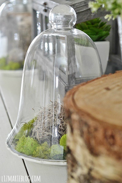 DIY Glass Cloche Moss Terrarium