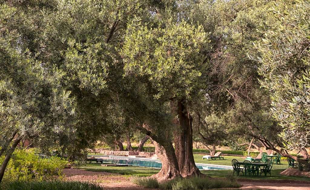 Berber Lodge