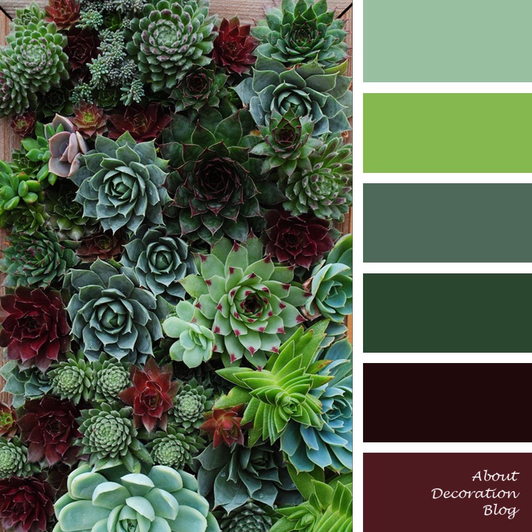Succulent plant palette