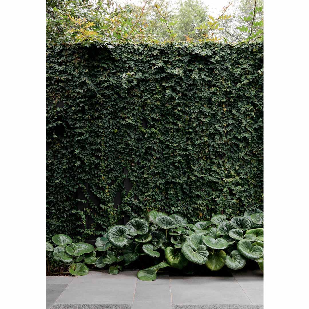House Fin by CJH Studio